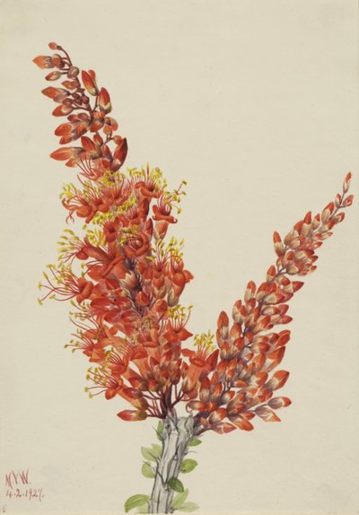 Ocotillo Fouquieria splendens von Mary Vaux Walcott
