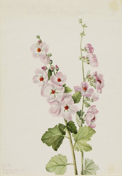 Orange-Augen-Kugelmalve (Sphaeralcea davidsonii) von Mary Vaux Walcott