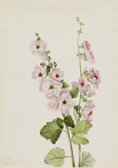Orange-Auge Kugelmalve Sphaeralcea davidsonii, 1926 von Mary Vaux Walcott