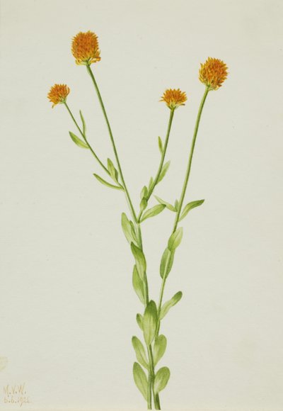 Orange Polygala Polygala lutea von Mary Vaux Walcott