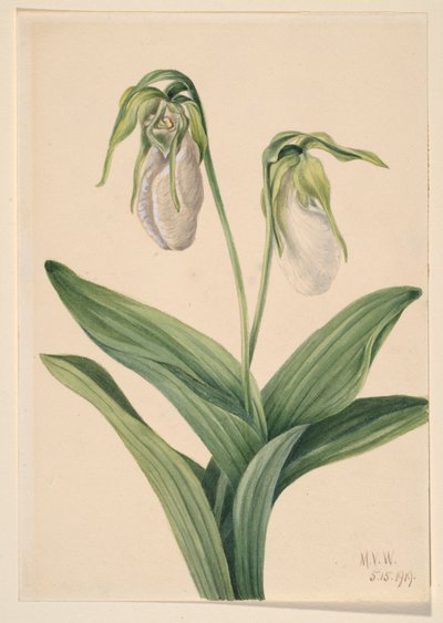 Frauenschuh (Cypripedium acaule) von Mary Vaux Walcott
