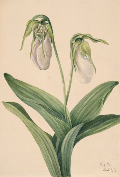 Blasse Frauenschuh Cypripedium acaule, 1919 von Mary Vaux Walcott