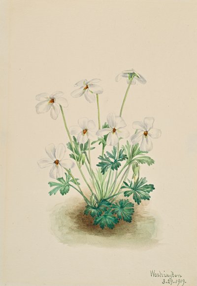 Stiefmütterchen Viola pedata, 1919 von Mary Vaux Walcott