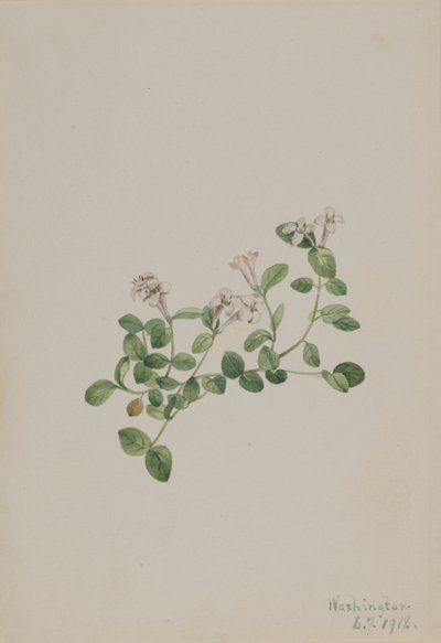 Rebhuhnbeere (Mitchella repena) von Mary Vaux Walcott