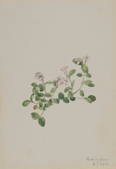 Partridgeberry Mitchella repena, 1918 von Mary Vaux Walcott