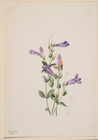 Bartfaden (Penstimon fruiticosus) von Mary Vaux Walcott