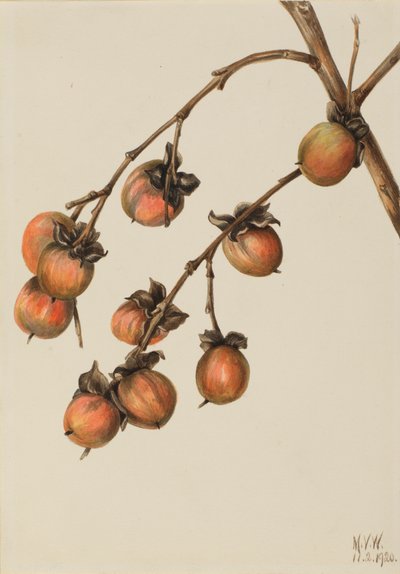 Persimone Diospyros virginiana, 1920 von Mary Vaux Walcott