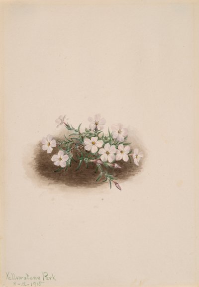 Phlox von Mary Vaux Walcott