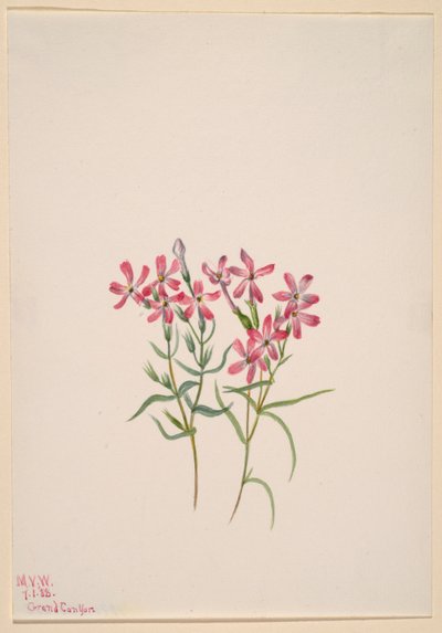 Phlox stansburyi von Mary Vaux Walcott