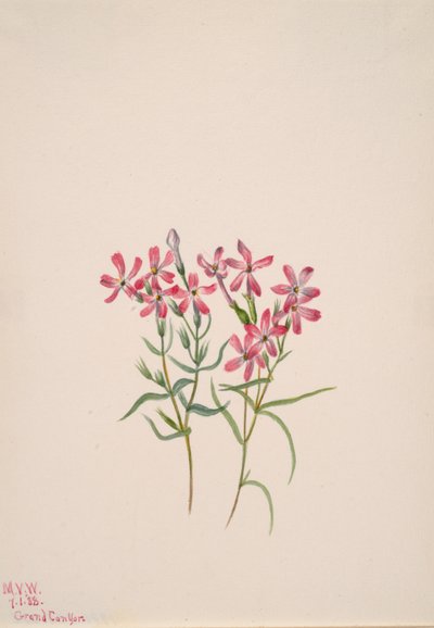 Phlox stansburyi, 1938 von Mary Vaux Walcott