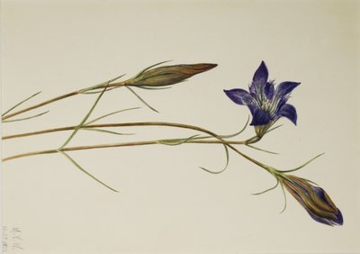 Kiefernheide-Enzian (Gentiana porphyrio) von Mary Vaux Walcott