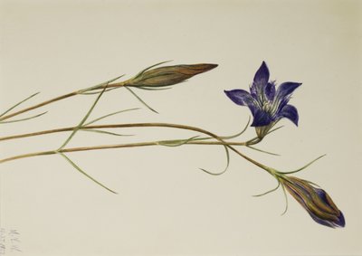 Kiefernheide-Enzian Gentiana porphyrio, 1923 von Mary Vaux Walcott
