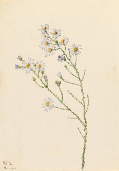 Pineland-Aster (Aster squarrosus) von Mary Vaux Walcott