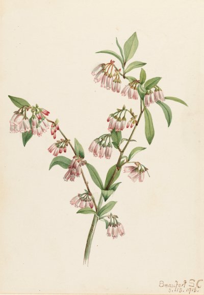 Pineland Blaubeere Vaccinium tenellum, 1918 von Mary Vaux Walcott