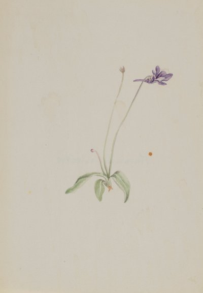 Gemeines Fettkraut von Mary Vaux Walcott
