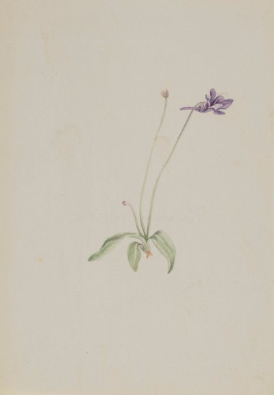 Pinguicula vulgaris von Mary Vaux Walcott