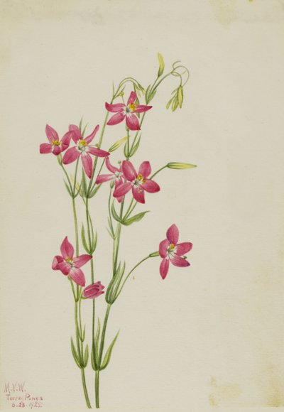 Rosa Tausendgüldenkraut (Centaurium venustum) von Mary Vaux Walcott