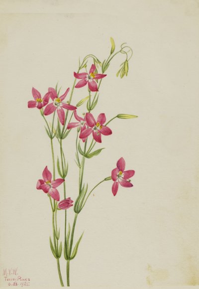 Rosa Tausendgüldenkraut, 1925 von Mary Vaux Walcott