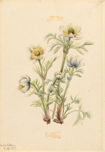 Federanemone Pulsatilla occidentalis, 1917 von Mary Vaux Walcott