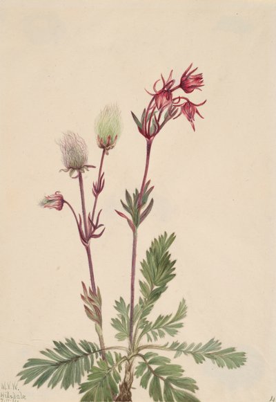 Prärie-Rauch Sieversia ciliata, 1921 von Mary Vaux Walcott