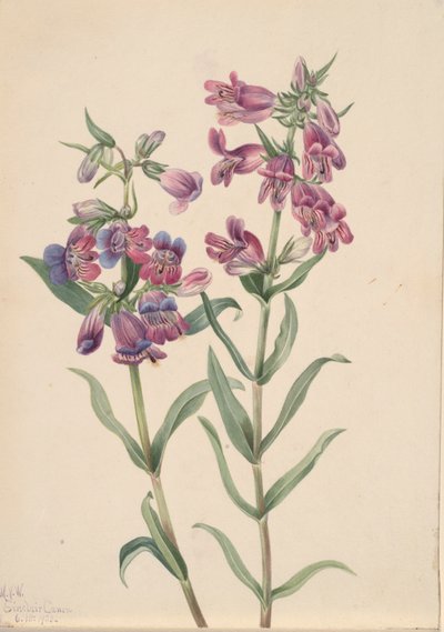 Prärie-Penstemon Penstemon erianthera, 1923 von Mary Vaux Walcott