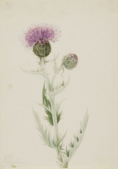 Prärie-Distel (Cirsium undulatum) von Mary Vaux Walcott