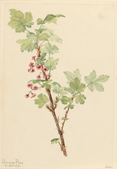 Stachelige Johannisbeere Ribes lacustre, 1917 von Mary Vaux Walcott