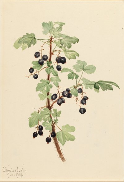 Stachelige Johannisbeere Ribes lacustre, 1919 von Mary Vaux Walcott