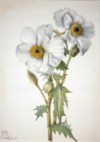 Stachelmohn (Argemone hispeda) von Mary Vaux Walcott