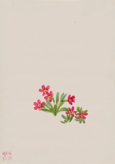 Primel Primula angustifolia, 1937 von Mary Vaux Walcott