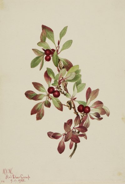 Alpenbärentraube (Arctous alpina) von Mary Vaux Walcott