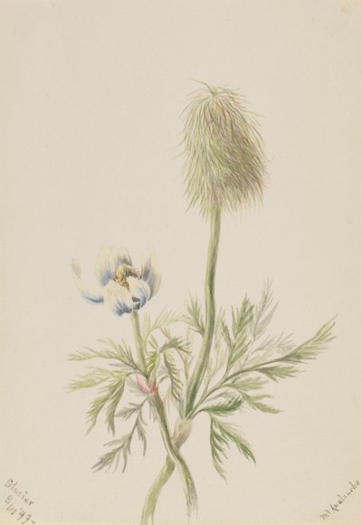 Pulsatilla occidentalis, 1899 von Mary Vaux Walcott