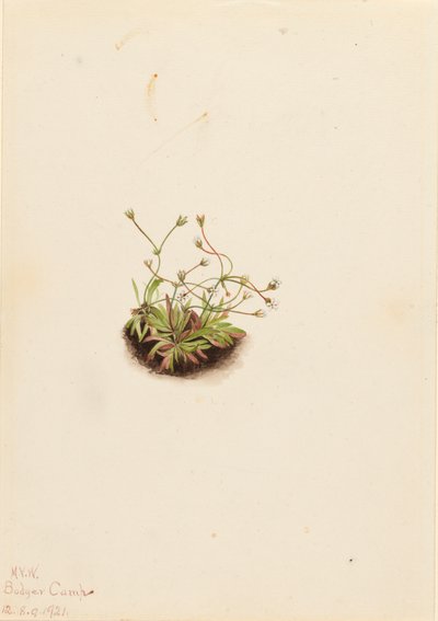 Zwerg-Androsace Androsace subumbellata, 1921 von Mary Vaux Walcott