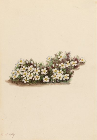 Pyxie Pyxidanthera barbulata von Mary Vaux Walcott