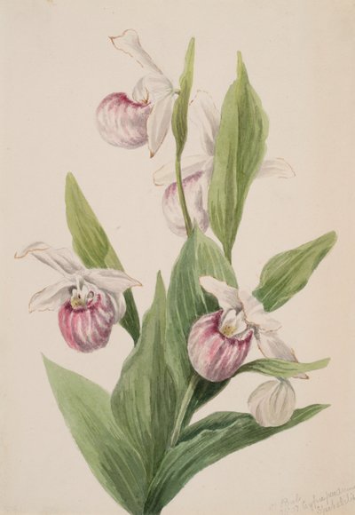 Königin-Schuh Cypripedium reginae, 1897 von Mary Vaux Walcott