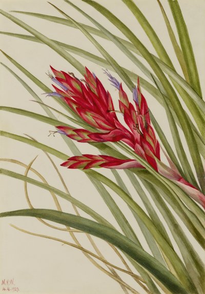 Quill-Leaf Tillandsia (Tillandsia fasciculata) von Mary Vaux Walcott