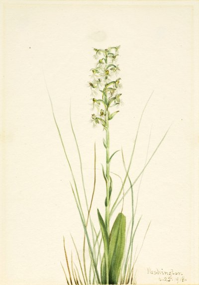 Zerzauste Fransenorchidee (Habenaria lacera) von Mary Vaux Walcott