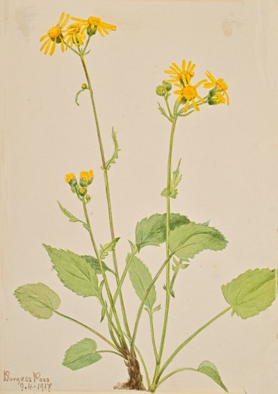 Kreuzkraut Senecio burkei, 1917 von Mary Vaux Walcott