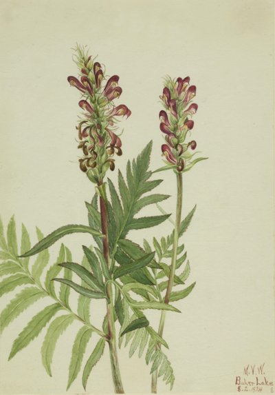 Rothelm (Pedicularis bracteosa) von Mary Vaux Walcott