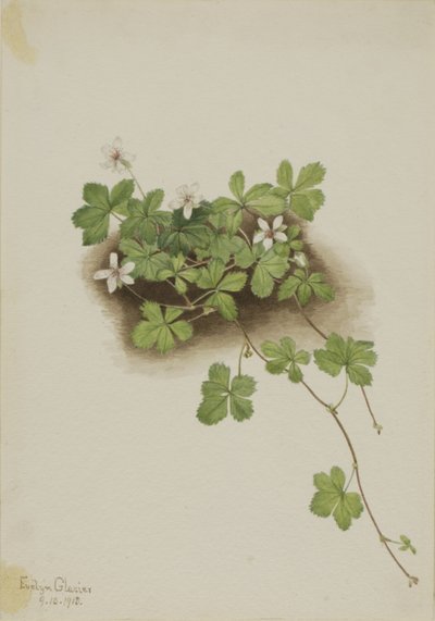 Rote Tautropfen Rubus pedatus, 1918 von Mary Vaux Walcott