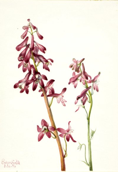 Roter Rittersporn von Mary Vaux Walcott
