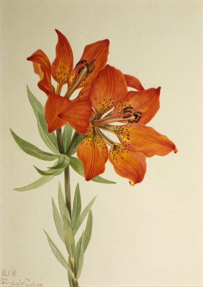 Rote Lilie Lilium montanum, 1923 von Mary Vaux Walcott