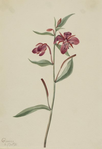 Rotes Weidenröschen Epilobium latifolium von Mary Vaux Walcott