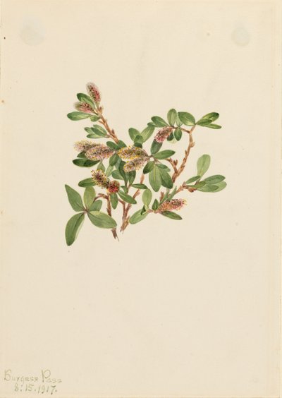 Felsen-Weide Salix petrophila, 1917 von Mary Vaux Walcott