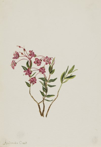 Rocky Mountain Kalmia (Kalmia microphylla) von Mary Vaux Walcott