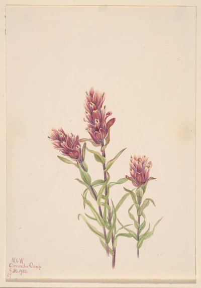 Rosenmalerpinsel Castilleja pallida, 1920 von Mary Vaux Walcott