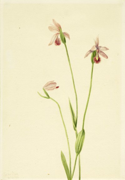 Rose Pogonia (Pogonia ophioglossoides) von Mary Vaux Walcott