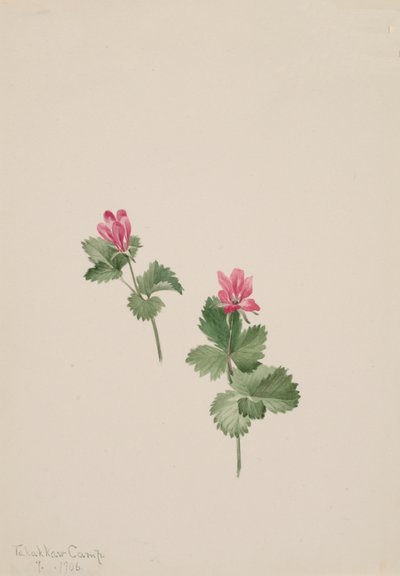 Rubus articus, 1881 von Mary Vaux Walcott