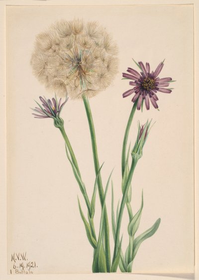 Haferwurzel (Tragopogon porrifolius) von Mary Vaux Walcott