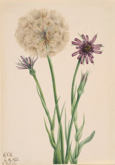 Haferwurzel Tragopogon porrifolius, 1921 von Mary Vaux Walcott